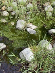 Prasiola meridionalis