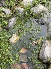 Prasiola meridionalis