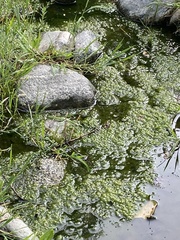 Prasiola meridionalis