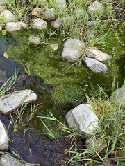 Prasiola meridionalis