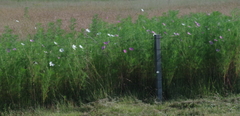 Cosmos bipinnatus