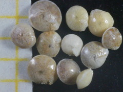 Amphistegina lobifera