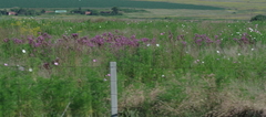 Campuloclinium macrocephalum