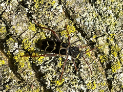 Neoclytus caprea