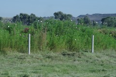 Cosmos bipinnatus