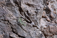 Perityle gilensis gilensis