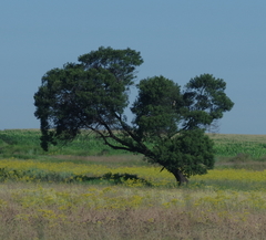 Acacia mearnsii
