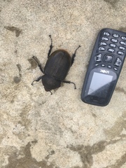 Dynastes septentrionalis