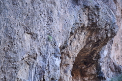 Perityle gilensis gilensis