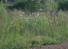 Cosmos bipinnatus