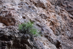 Perityle gilensis gilensis