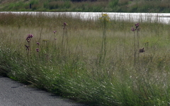Campuloclinium macrocephalum