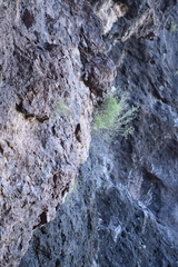 Perityle gilensis gilensis