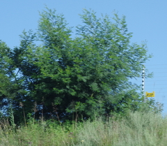 Acacia mearnsii