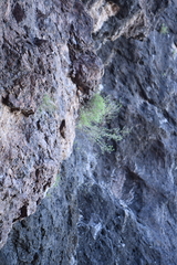 Perityle gilensis gilensis