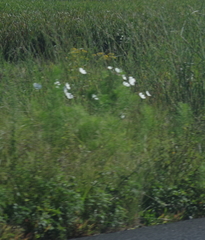 Cosmos bipinnatus