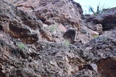 Perityle gilensis gilensis