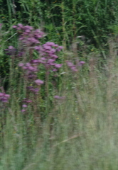 Campuloclinium macrocephalum