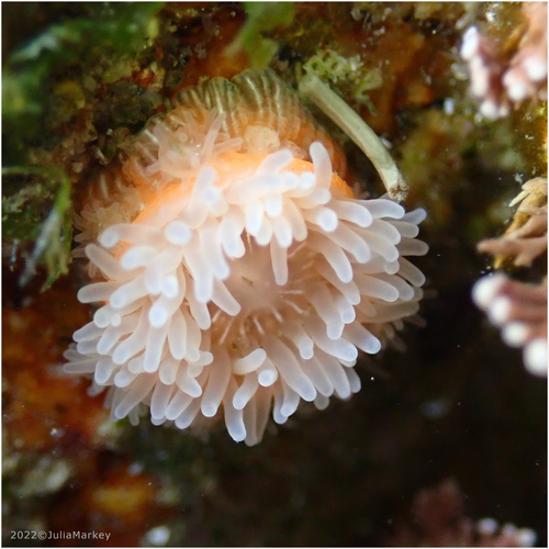 Brooding Anemone, photo 6 of 7