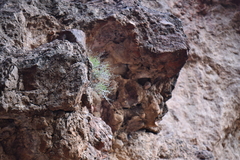 Perityle gilensis gilensis