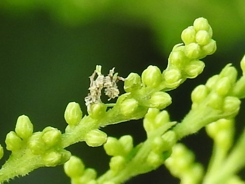 Synchlora aerata photographed on goldenrod