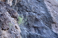 Perityle gilensis gilensis