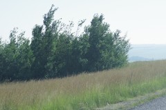 Acacia mearnsii
