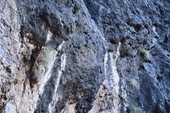 Perityle gilensis gilensis