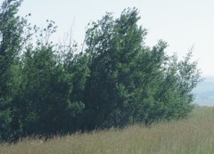 Acacia mearnsii