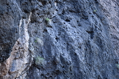 Perityle gilensis gilensis