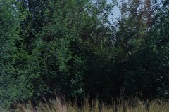 Acacia mearnsii