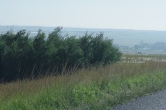 Acacia mearnsii