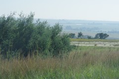 Acacia mearnsii
