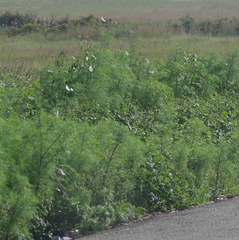 Cosmos bipinnatus