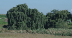 Salix babylonica