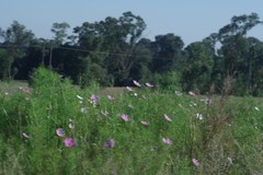 Cosmos bipinnatus