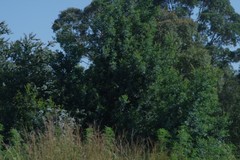 Acacia mearnsii
