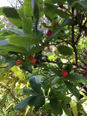 Vaccinium calycinum