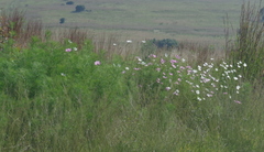 Cosmos bipinnatus