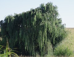Salix babylonica