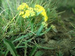 Bupleurum sibiricum