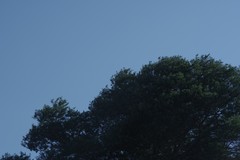 Acacia mearnsii