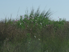 Cosmos bipinnatus