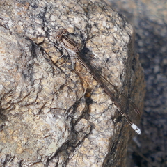 Argia extranea