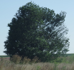 Acacia mearnsii