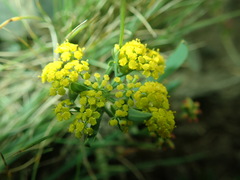 Bupleurum sibiricum