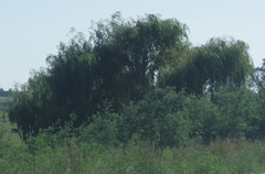 Salix babylonica