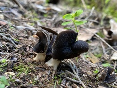 Helvella monachella