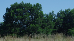 Acacia mearnsii