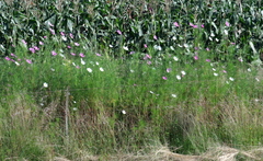 Cosmos bipinnatus